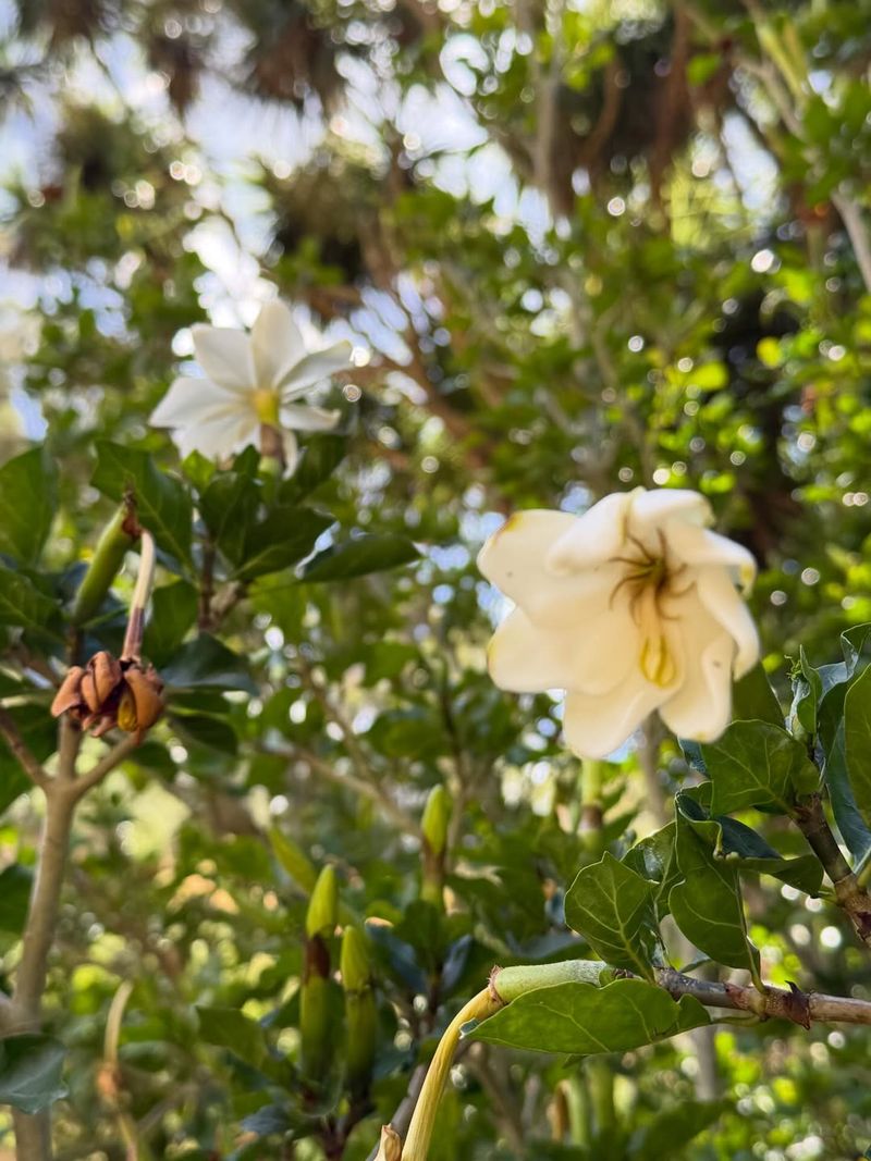 Protect Gardenias From Cold And Sudden Temperature Swings
