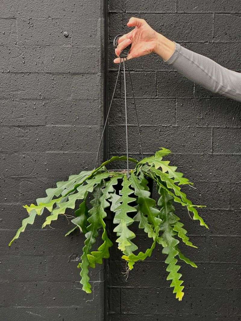 Avoid Frequent Repotting