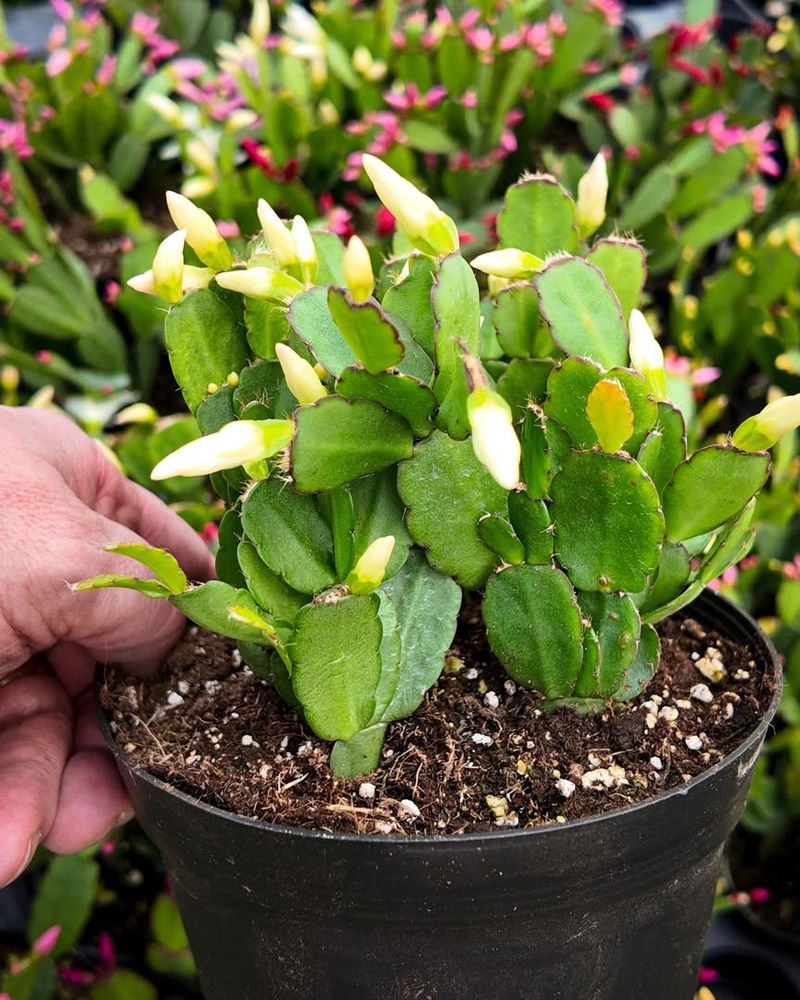 Provide A Cool Rest Period For Spring Flowers