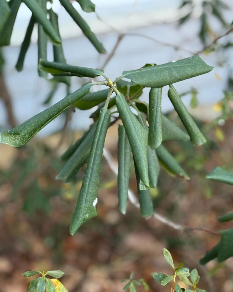 Watch For Leaf Problems