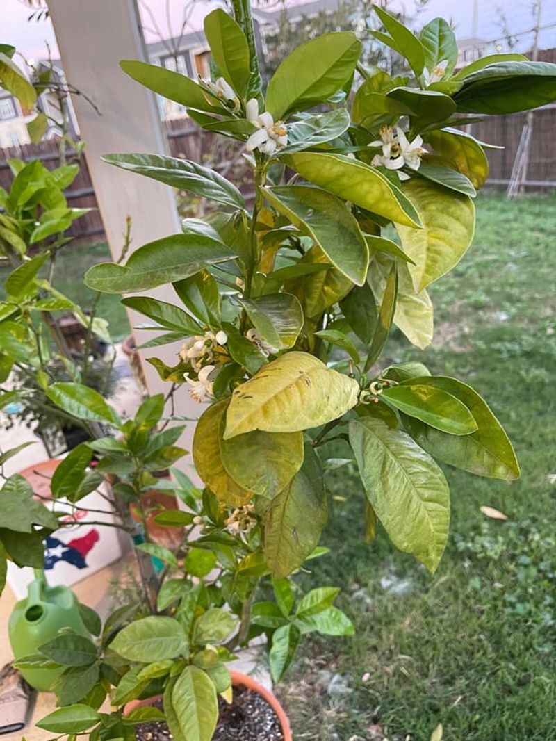 Avoid Overfertilizing