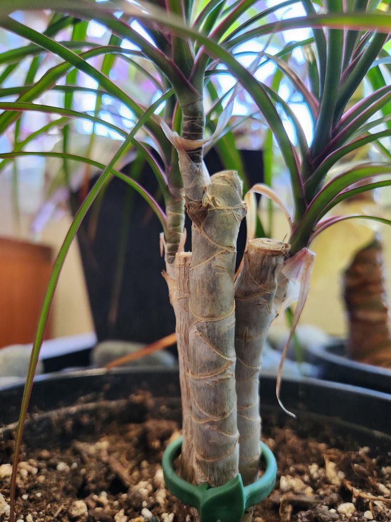 Prune Dead Or Damaged Leaves Regularly