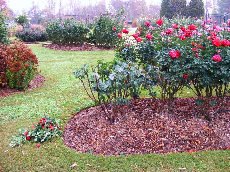 Mulch Around The Base To Protect Roots