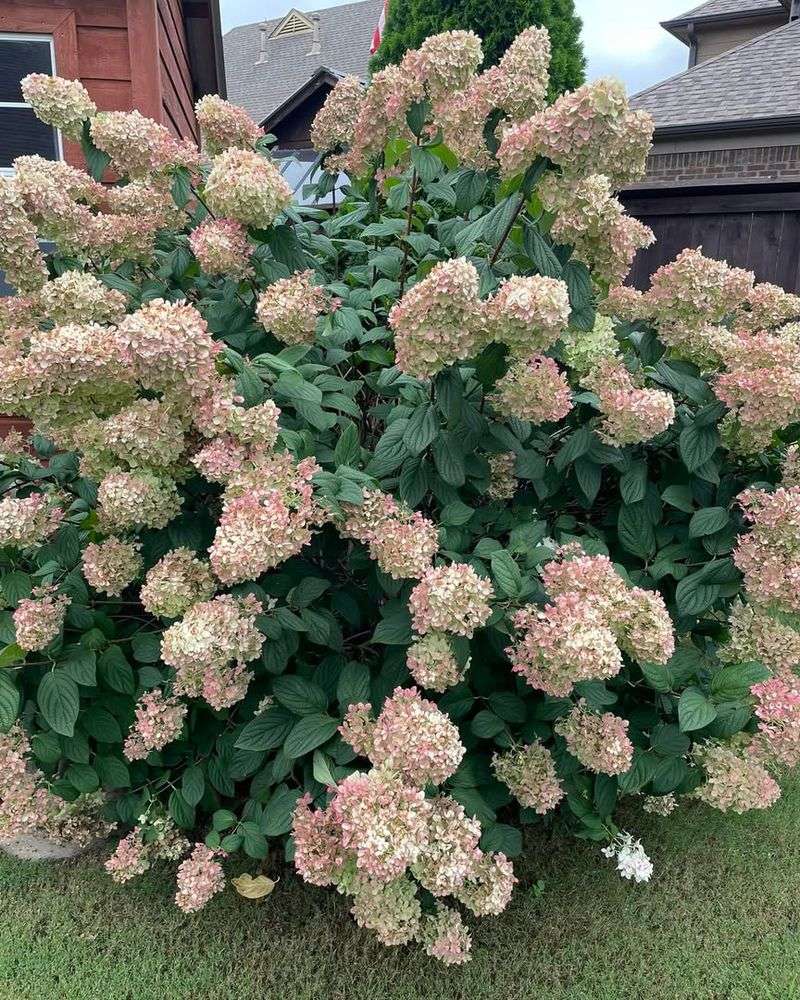 Improve Soil For Better Flower Production