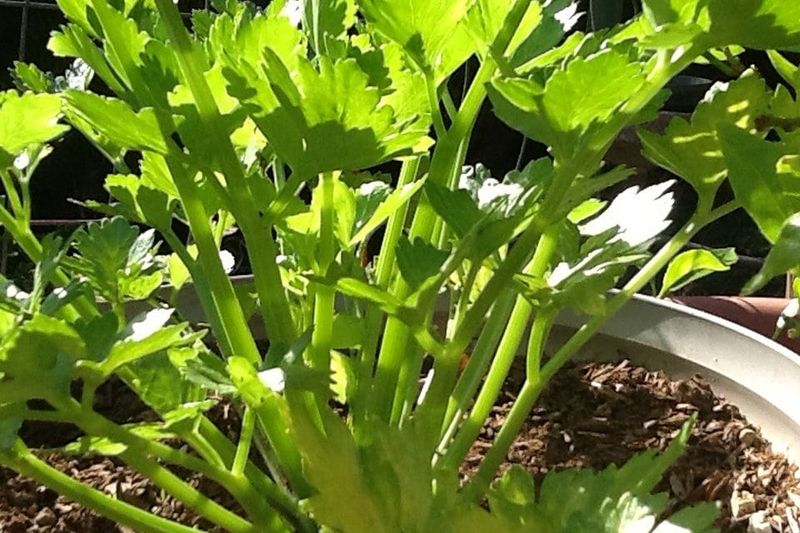 Find The Perfect Sunlight Spot 