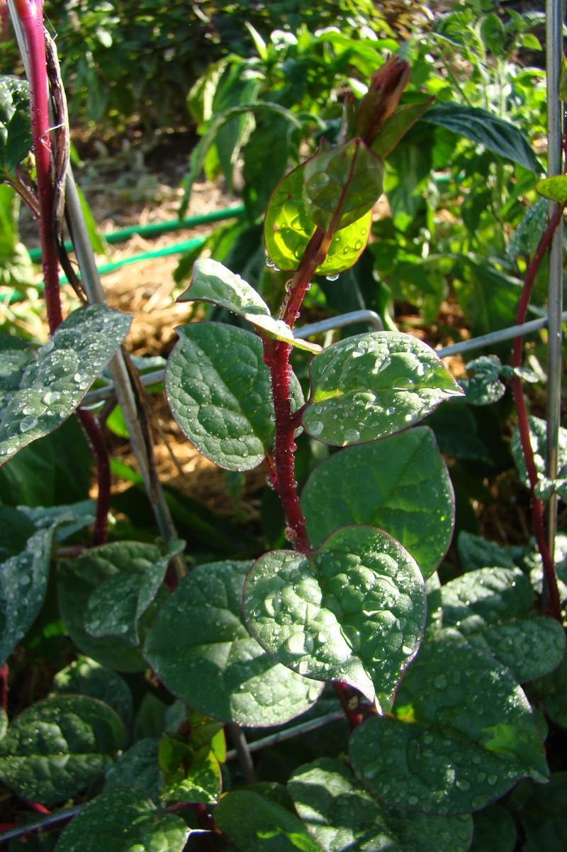 Keep An Eye Out For Pests