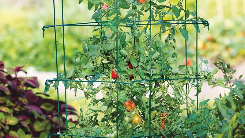 Support Your Plants With Stakes Or Cages