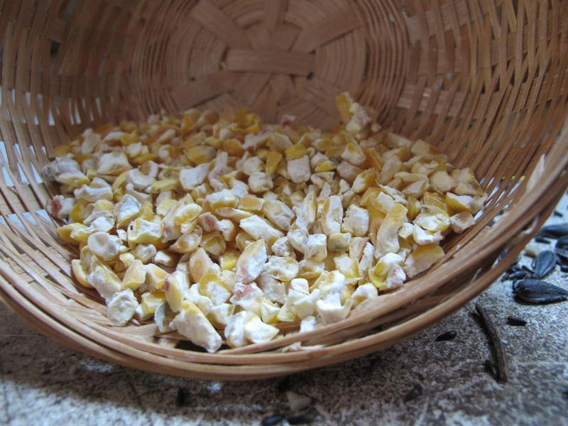 Some Birdseed Mixes Invite More Trouble Than Others