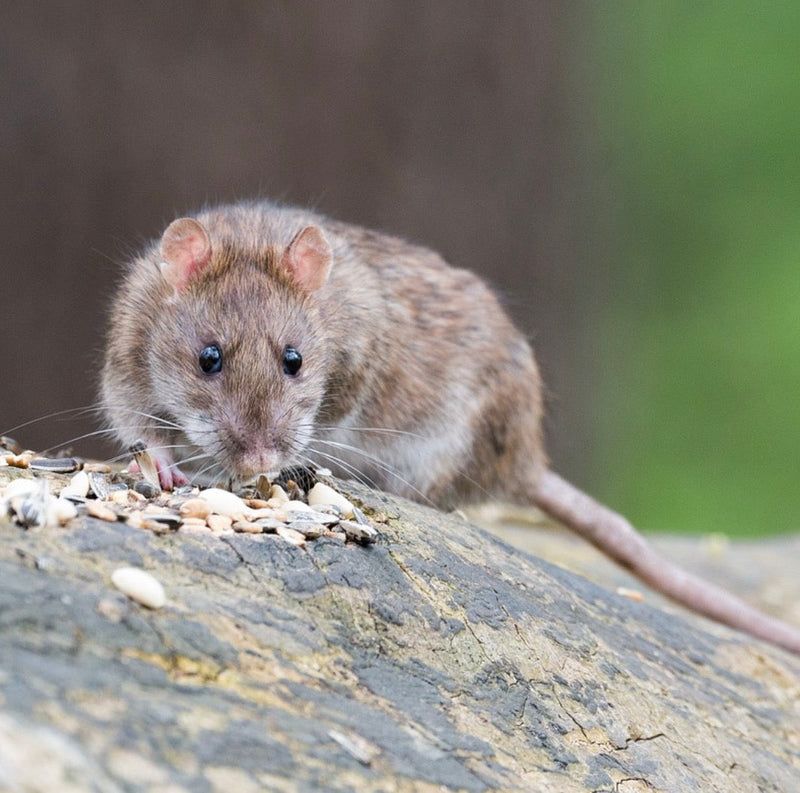 Ground Feeding Encourages Rodent Activity