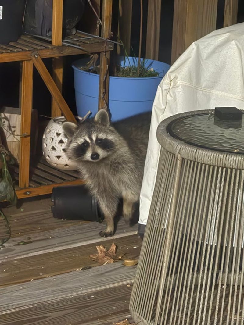 Night Activity Around Feeders Often Means Raccoons