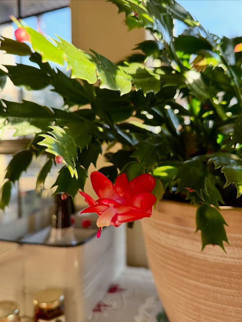 Added Nutrients Strengthen Root Activity