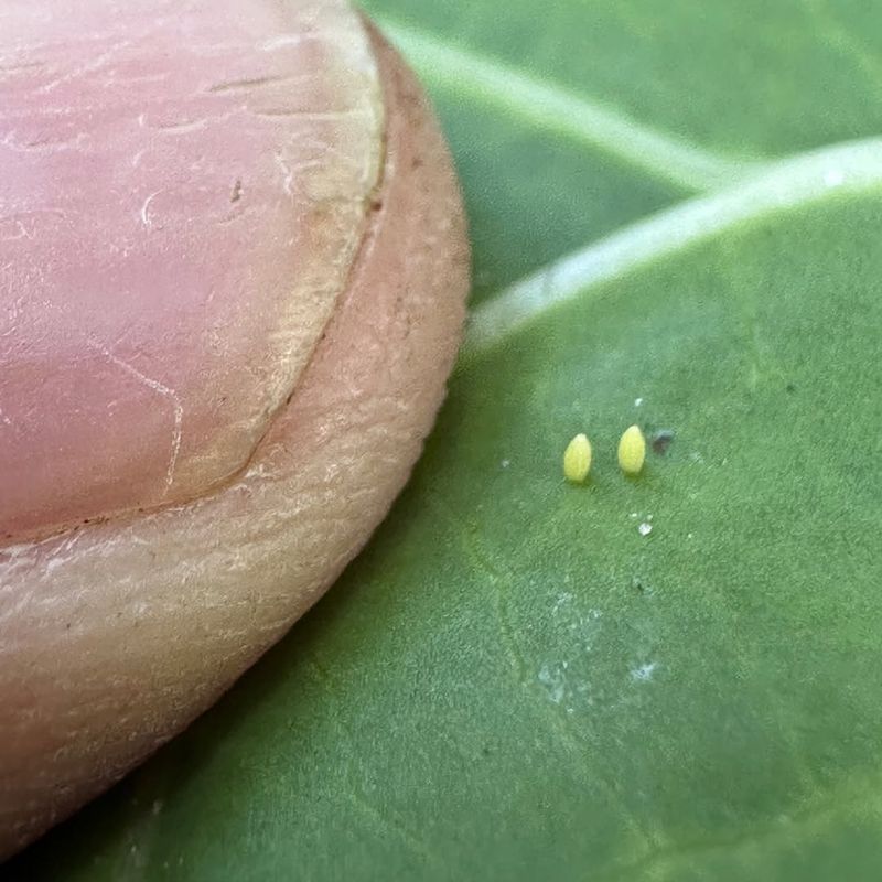 Small Eggs Are Often Hidden Under Leaves