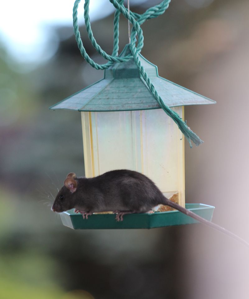 Certain Seed Types Make The Rat Problem Much Worse