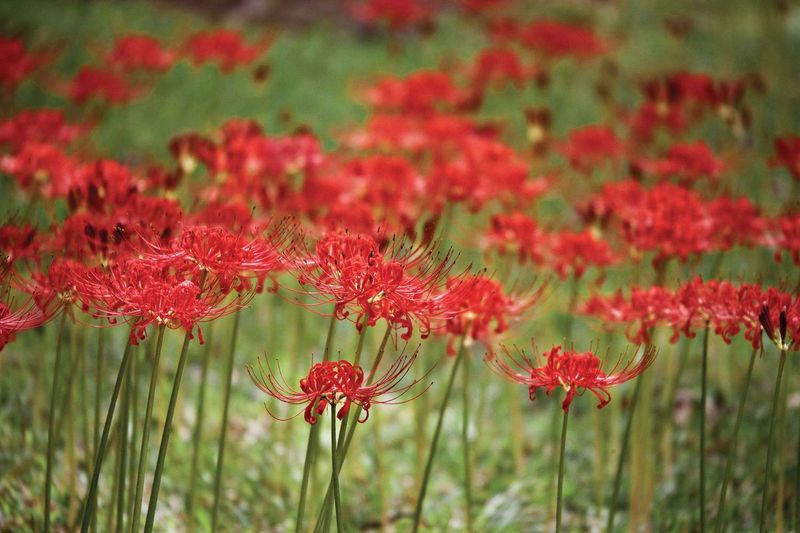 Division Of Clumps Keeps Spider Lilies Healthy Over Time