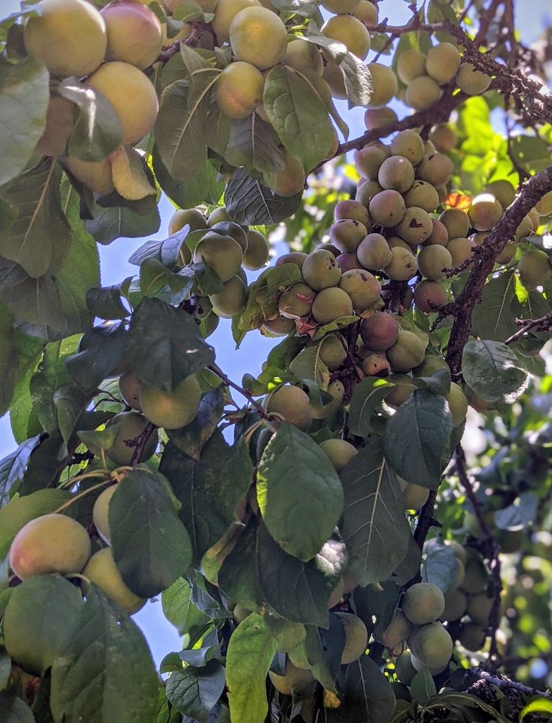 Letting Too Many Fruits Stay On