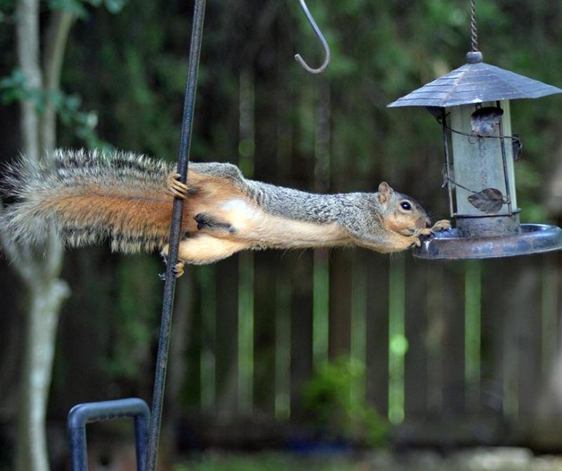 Squirrels And Chipmunks Become More Active Around Feeders