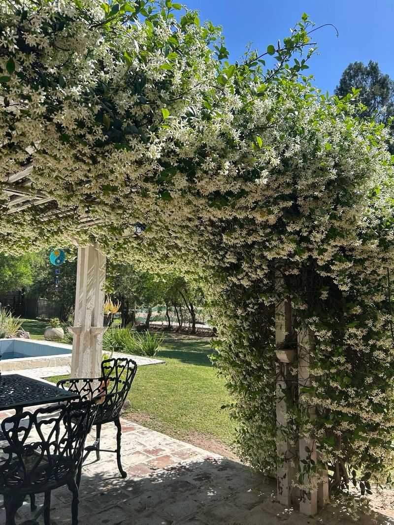 Pergola Posts Allow Clematis To Climb And Cascade