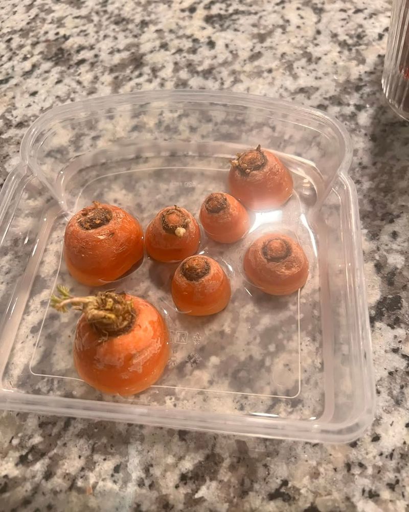 Carrot Tops Produce Feathery Greens When Placed In Water