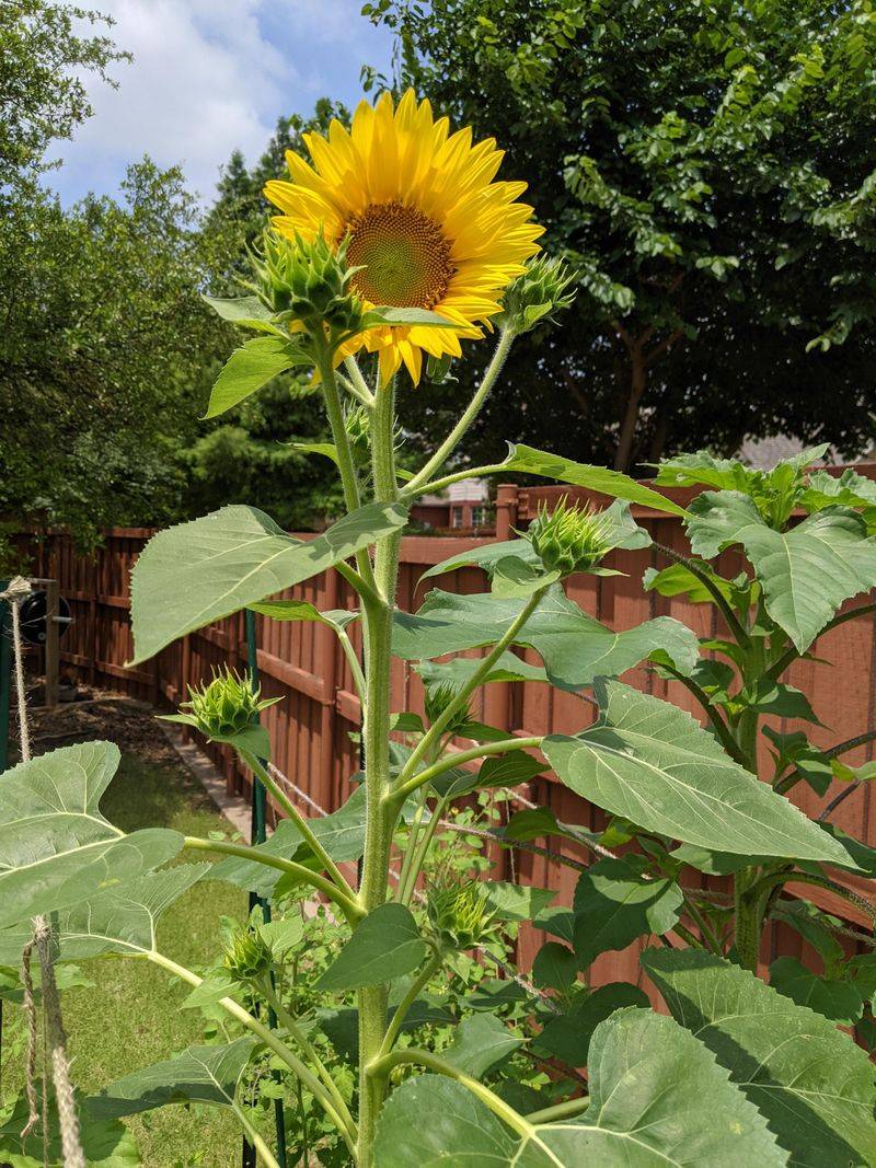 Tall Sunflowers Can Steal Light From Nearby Zinnias