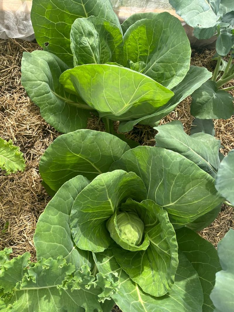 Brassicas Compete Heavily And Disrupt Tomato Growth
