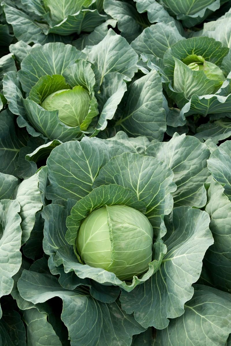 Cabbage Family (Broccoli, Kale, Cabbage, Etc.)