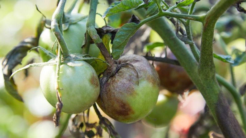 Potatoes Share Blight Diseases With Tomato Plants