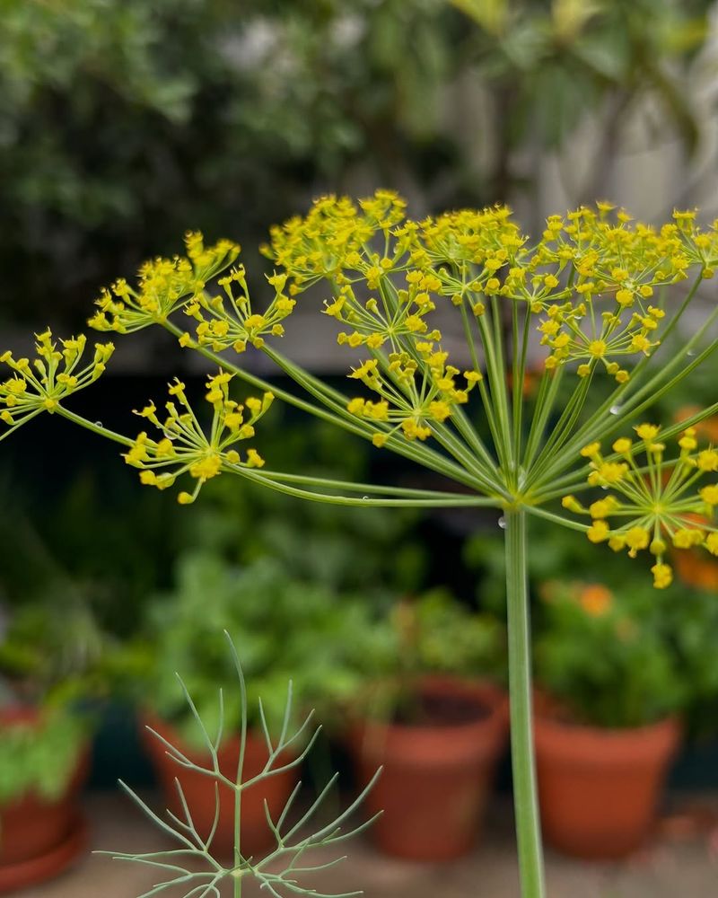Dill Which Attracts Tomato Pests