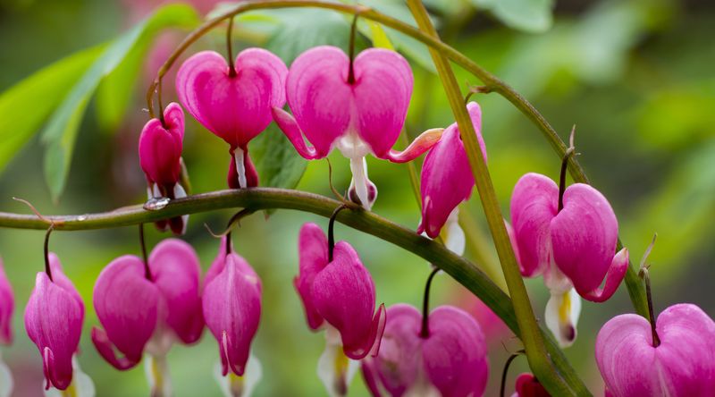 Bleeding Heart Swings With Charming Spring Blooms