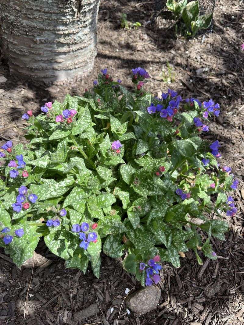 Lungwort Adds Early Blooms To Shady Gardens