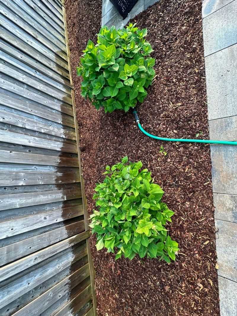 Water Consistently To Encourage Early Growth