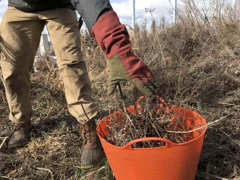 Remove Winter Debris To Reduce Pests