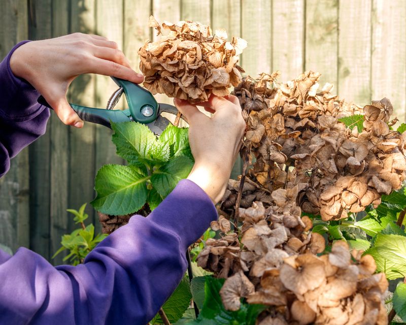 Pruning Before Fertilizing Improves Effectiveness