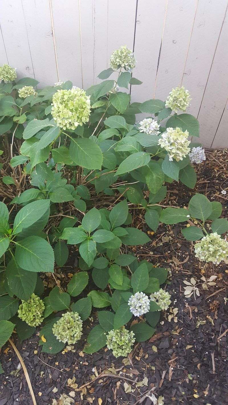 Use A Balanced Fertilizer For Healthy Growth