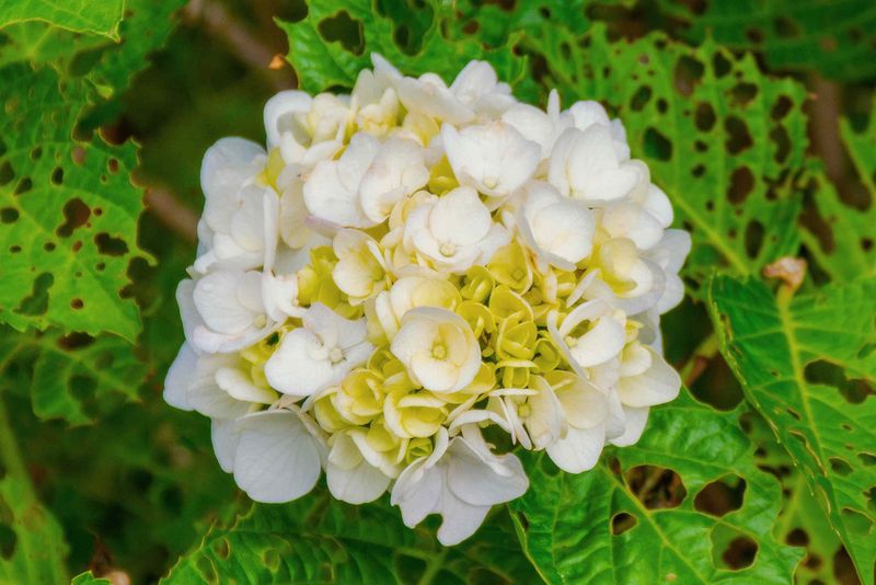 Check For Pests Or Disease After Winter