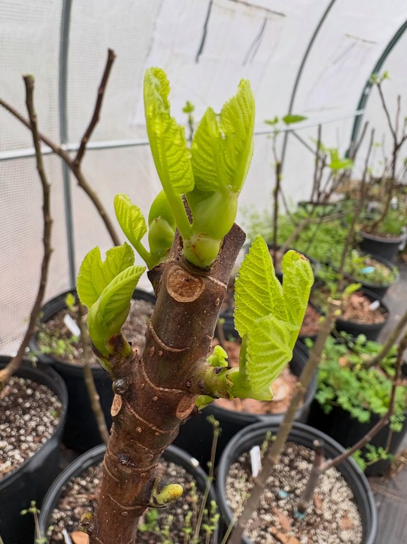 Protect Your Fig Tree In Winter