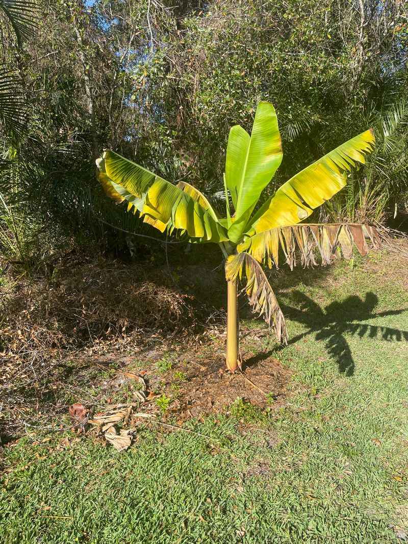 Protect Young Plants From Florida Cold Snaps