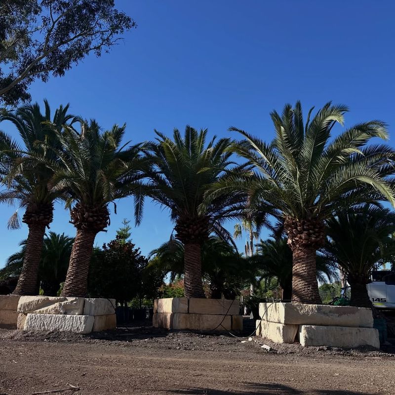 Planting In Tight Spaces Restricts Mature Size And Spread