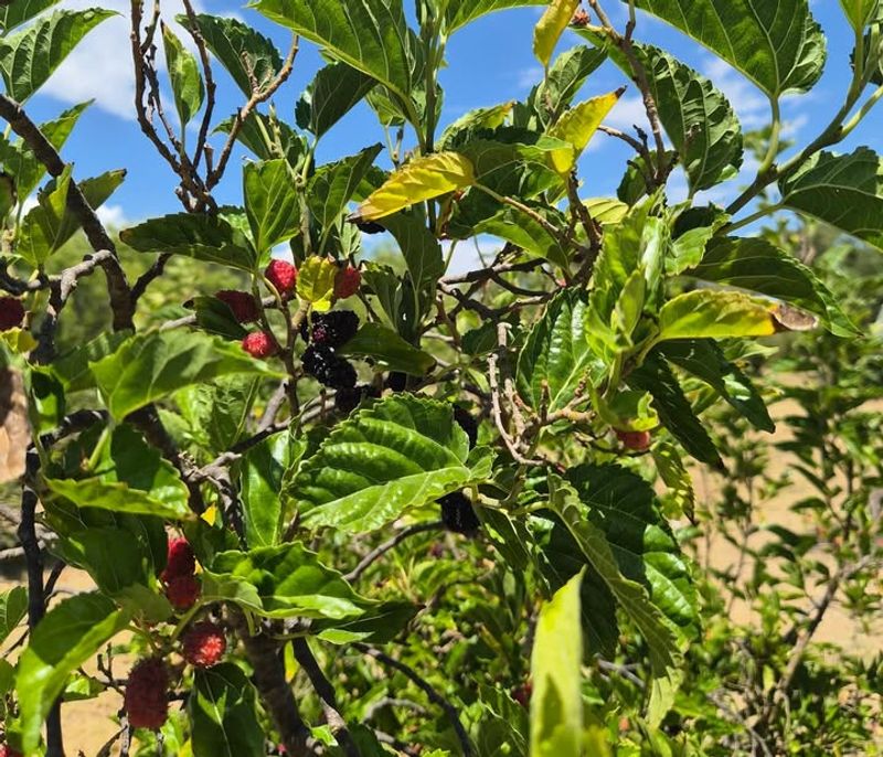 Allowing Fruit To Drop And Build Up