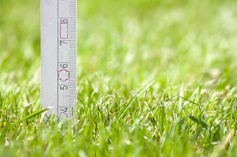 Mowing Too Short Weakens Your Grass