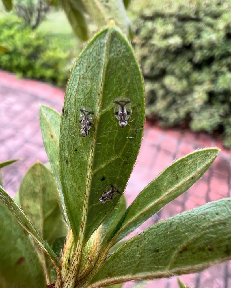 Ignoring Pest Checks And Letting Trouble Sneak In