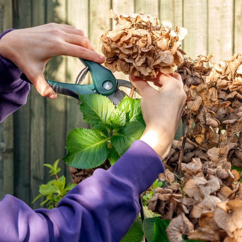 Pruning Cascade Hydrangeas To Keep Them Healthy And Full