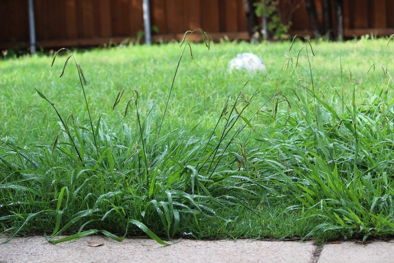 How To Control Weeds In North Carolina Lawns
