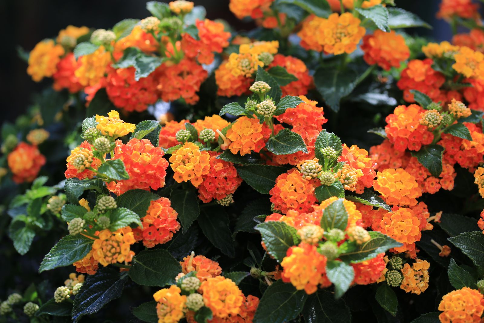 lantana