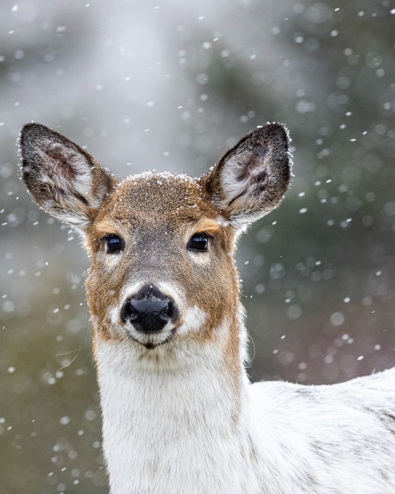 Milder Winters Let More Deer Survive To Spring
