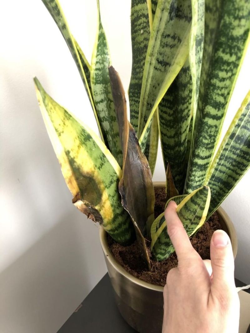 Snake Plant (Sansevieria Trifasciata)