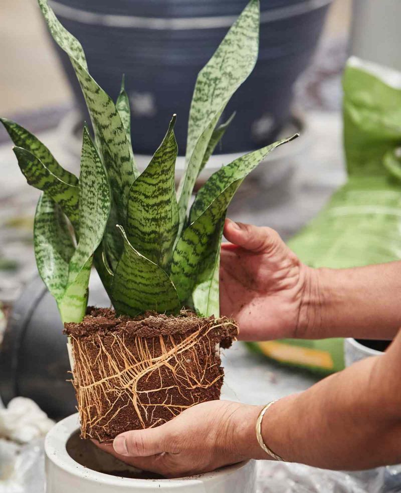 Snake Plant (Sansevieria Trifasciata)