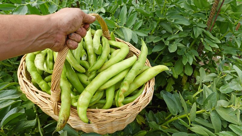 Fava Beans Enrich Soil While Producing Edible Pods
