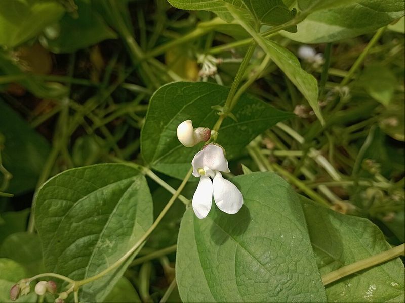 Common Beans Leave Nitrogen Supporting Roots In Garden Soil