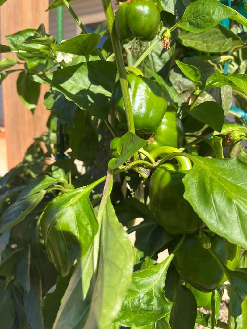 Peppers Benefit From Georgia's Long Warm Stretch