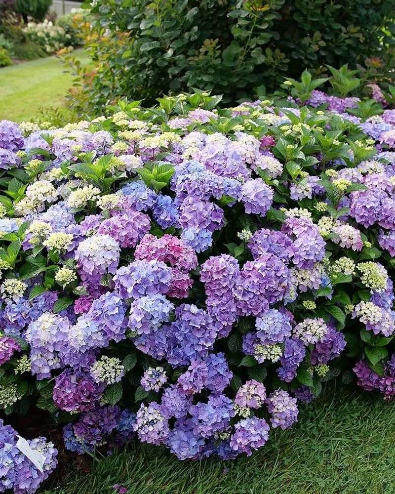 Bigleaf Hydrangea (Hydrangea macrophylla)